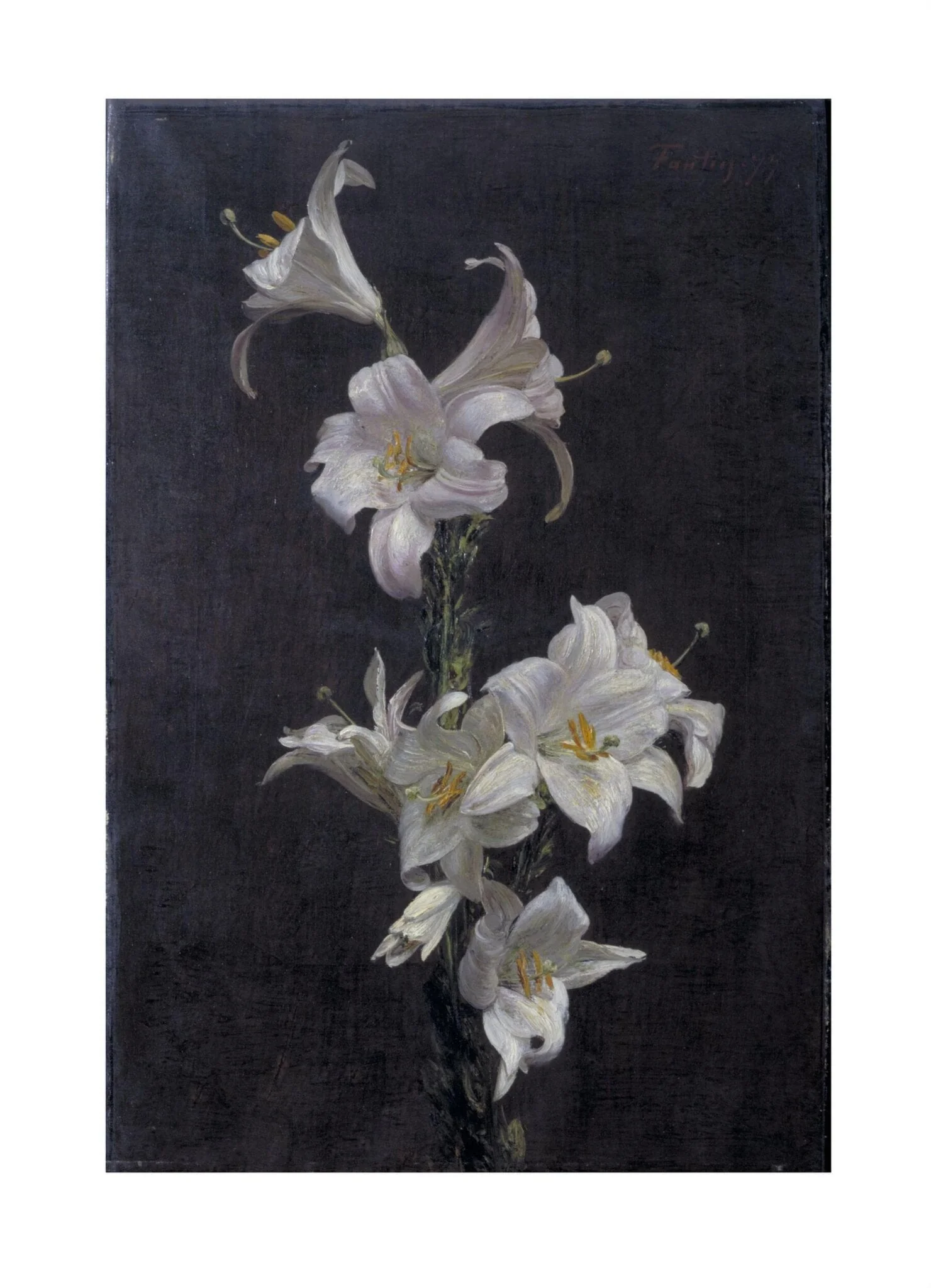 White Lilies