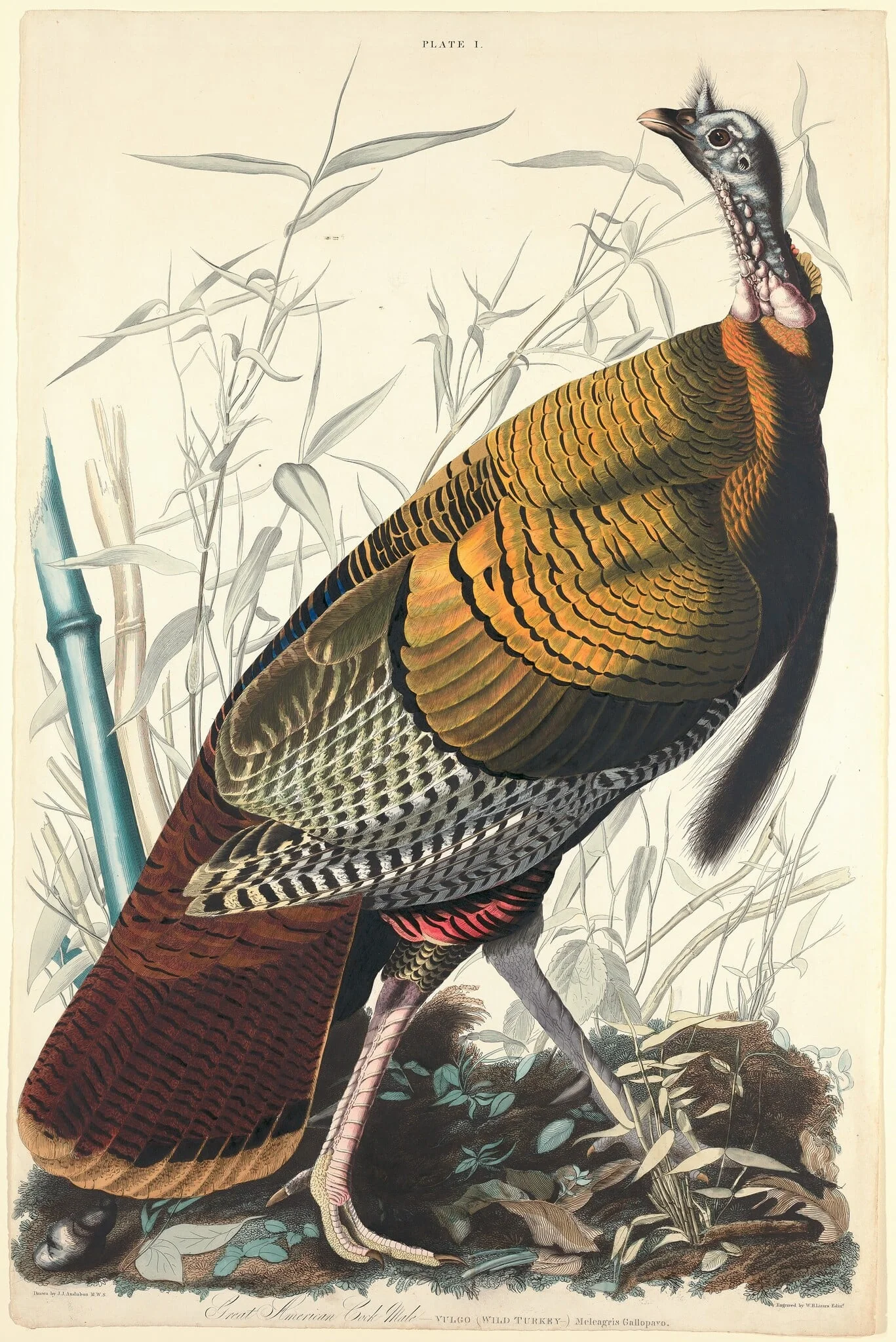 Great American Cock, by William Home Lizars, ink, 1827