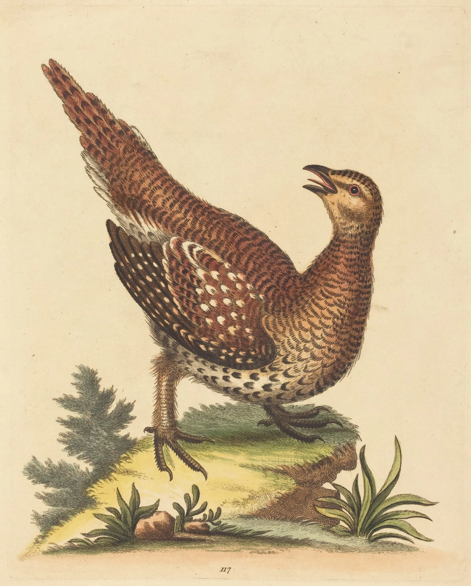 Brown Speckled Bird, by George Edwards, ink, 1734