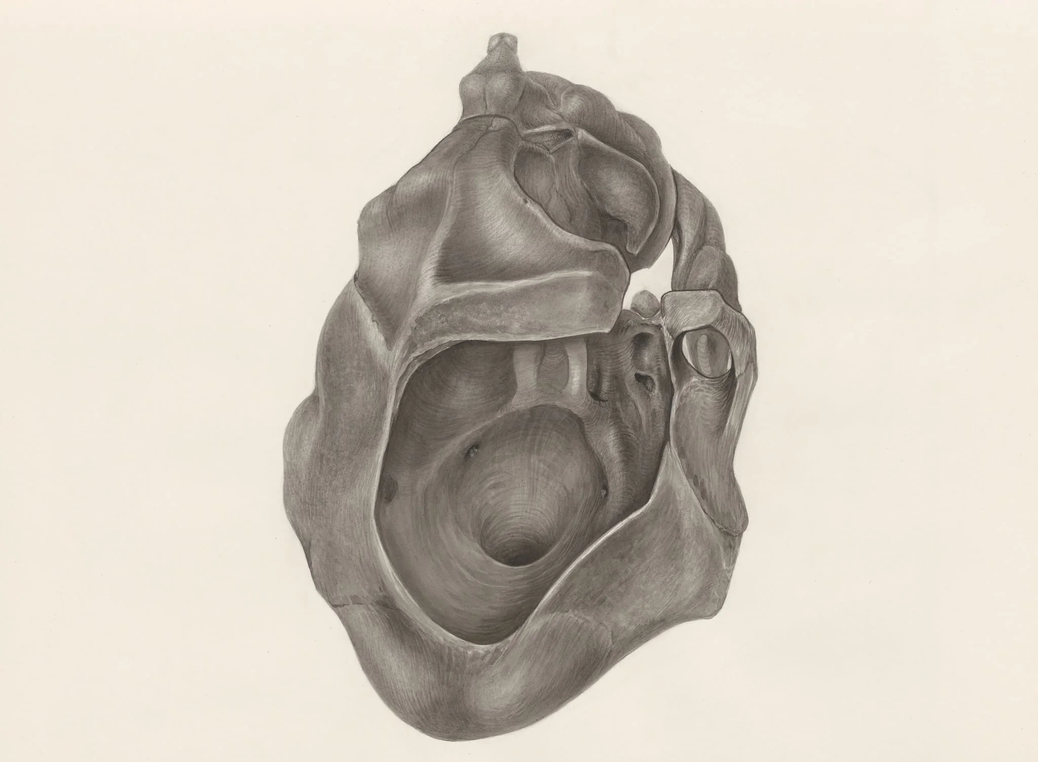 Deformed skull, seen from below, by H.G, Wetselaar, 1970