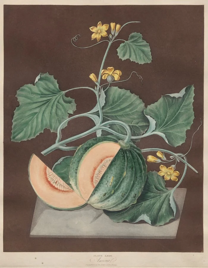 Pomona Britannica: No. 72 - Amicua (Melon), by George Brookshaw, 1812