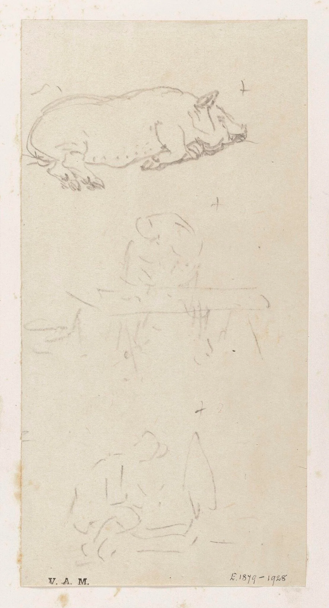 A pig lying on its side