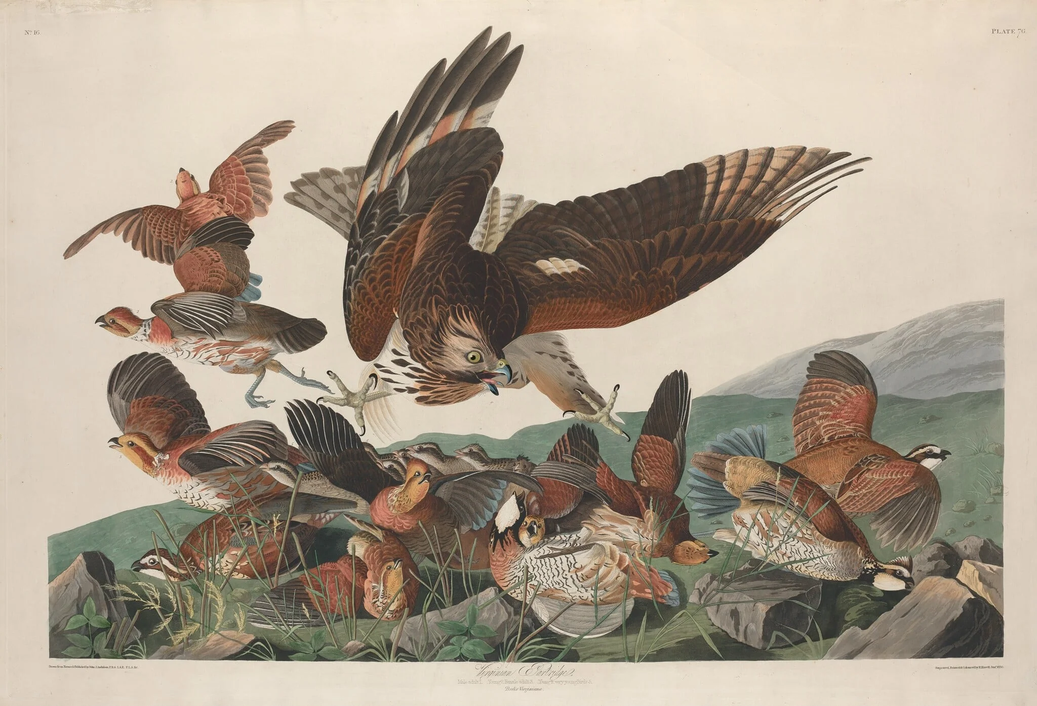 Virginian Partridge, by Robert Havell Jr., ink, 1830