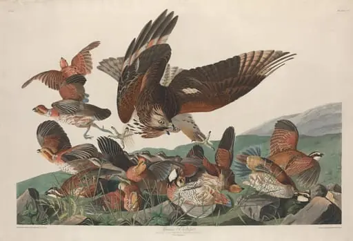 Virginian Partridge