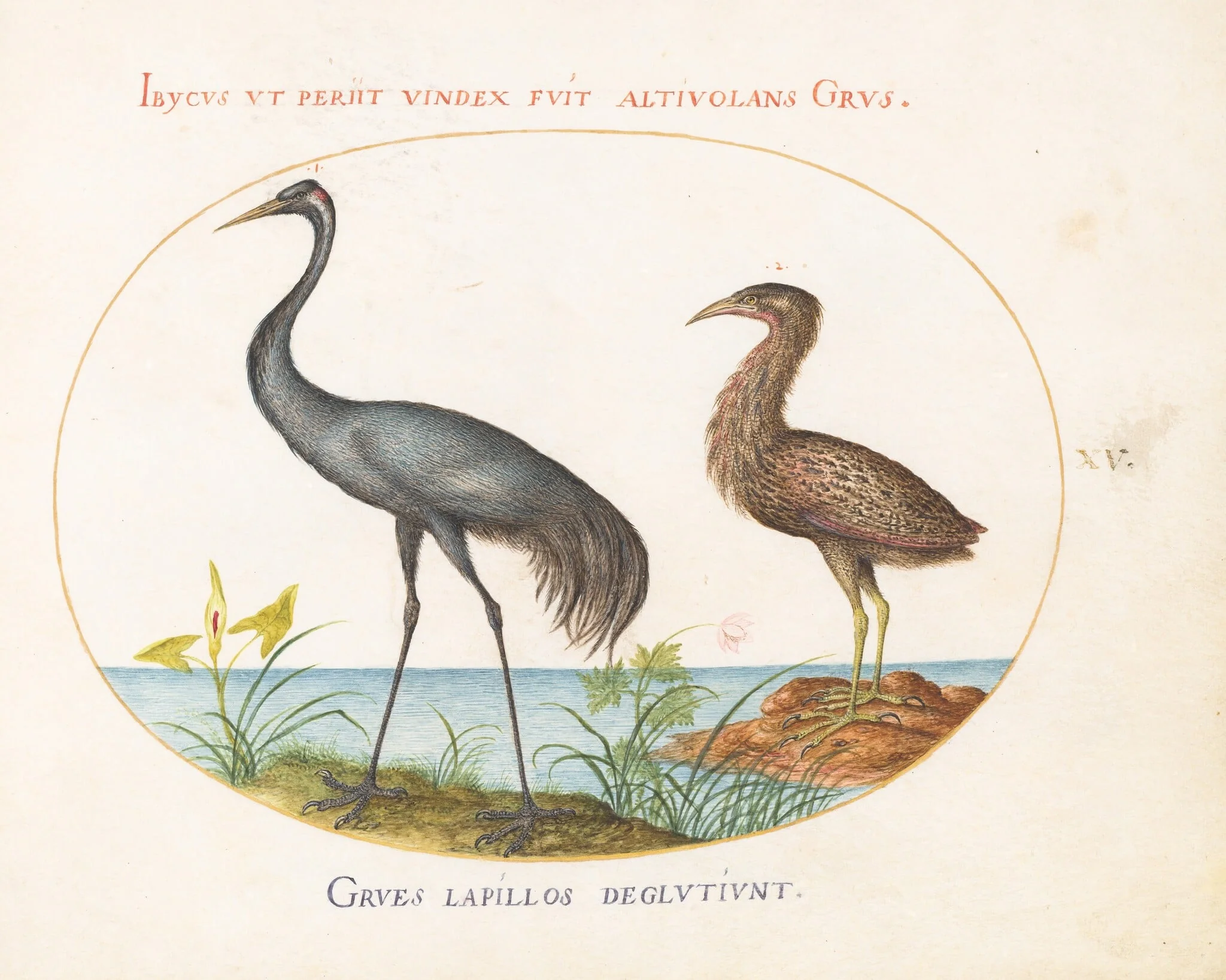 Plate 15: Common Crane and Bittern(?), by Joris Hoefnagel, gouache, 1594