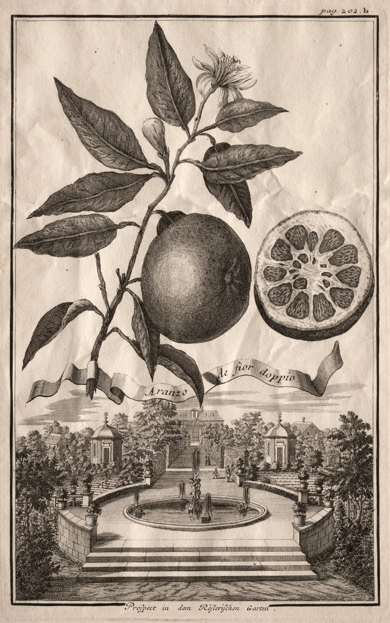 Nurnbergische Hesperides:  Aranzo de fior doppio, by Joseph de Montalegre, 1714