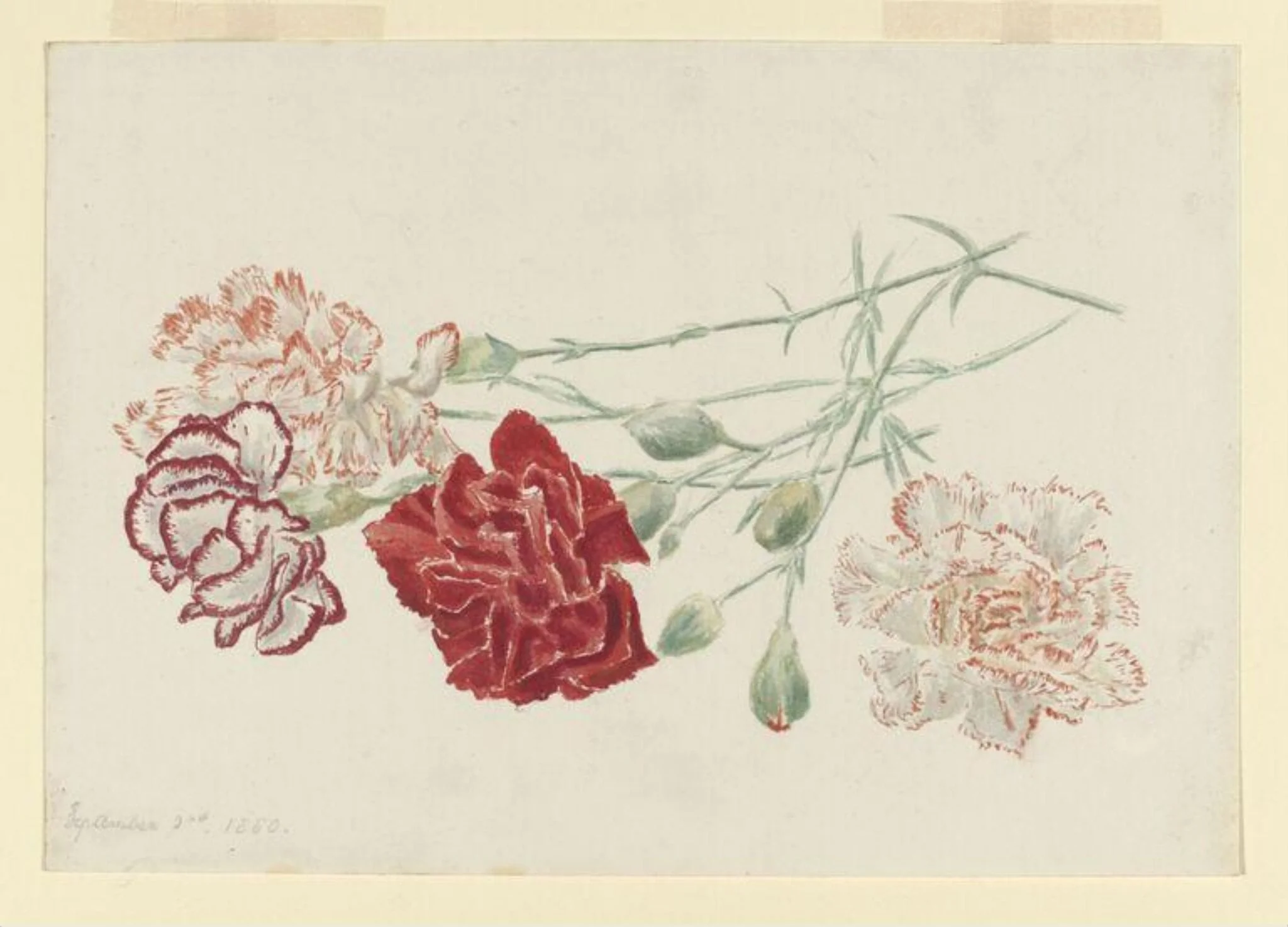 Drawing of laced carnations, by Beatrix Potter, watercolor, 2