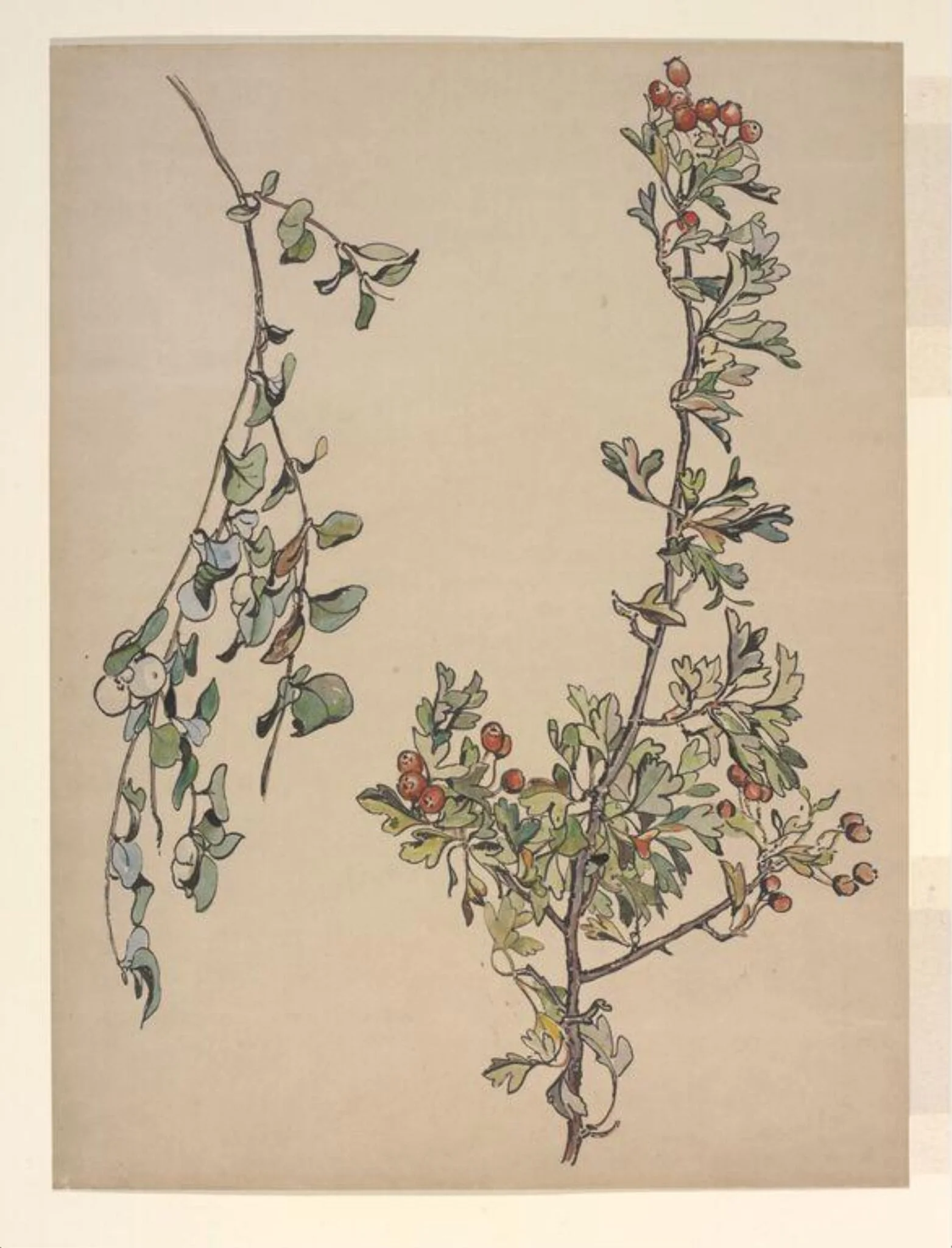 Autumn berries, by Beatrix Potter, watercolor, 1905