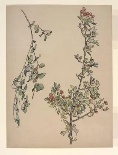 Autumn berries