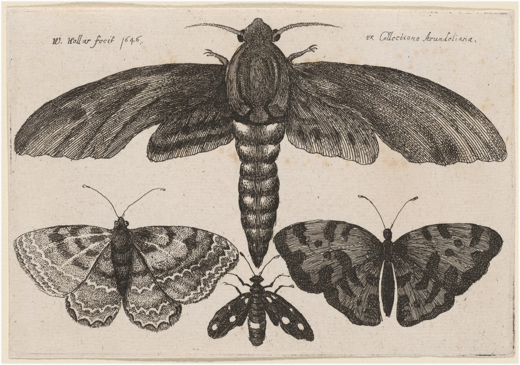 Moth and Three Butterflies, by Wenceslaus Hollar, ink, 1646