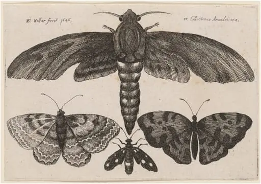 Moth and Three Butterflies