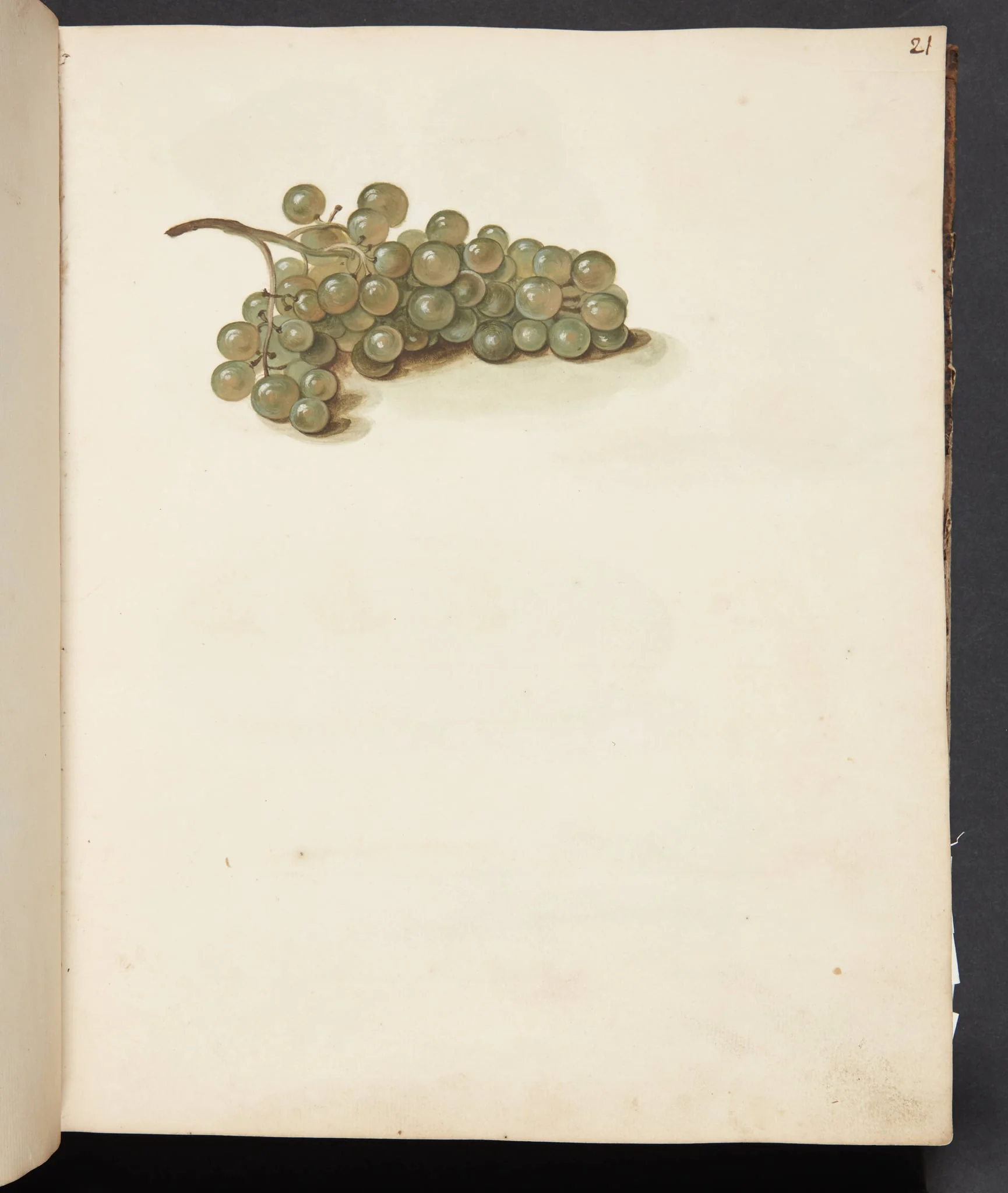 Studie af druer, by Unknown, unspecified, 1750