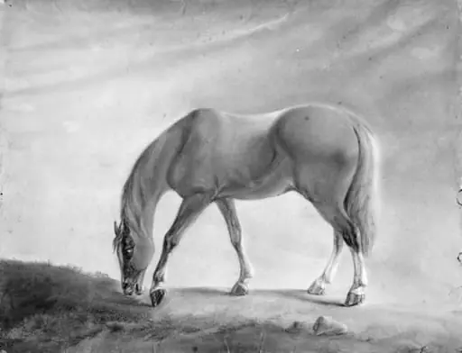 Standing Brown Horse
