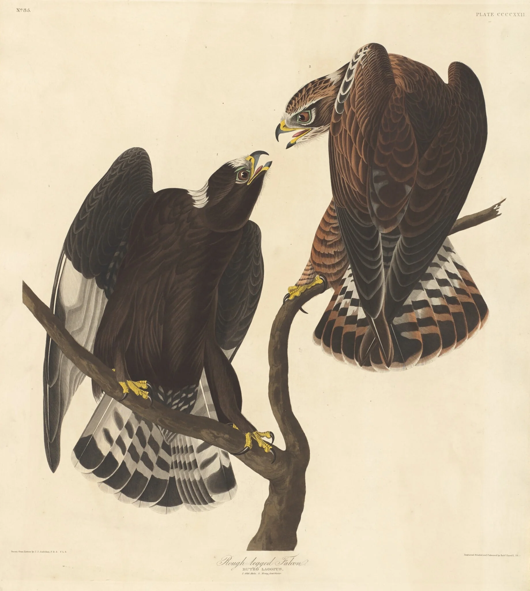 Rough-legged Falcon