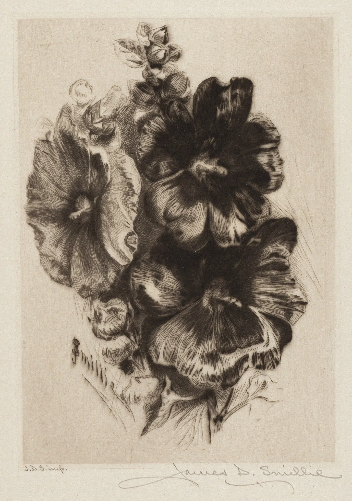 Dark Single Hollyhocks, by James David Smillie, ink, 1890