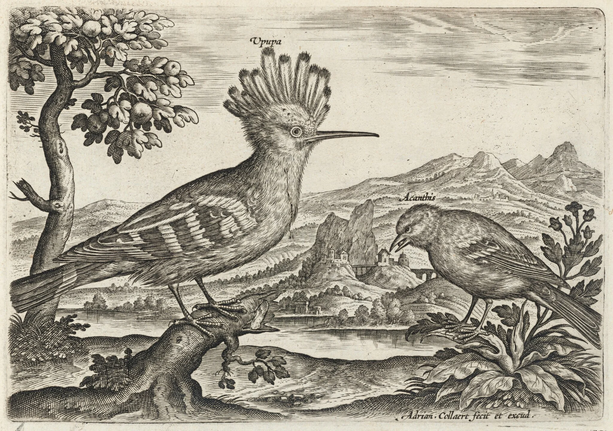 Hoopoe and Linnet, by Adriaen Collaert, ink, 1600