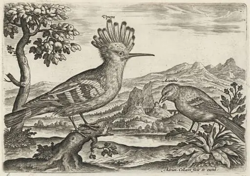 Hoopoe and Linnet