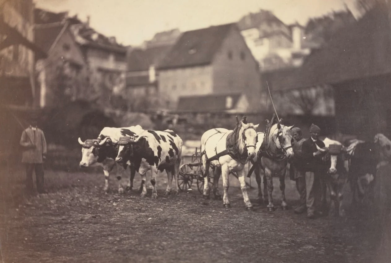 Untitled (Farm Animals), by Adolphe Braun, 1854