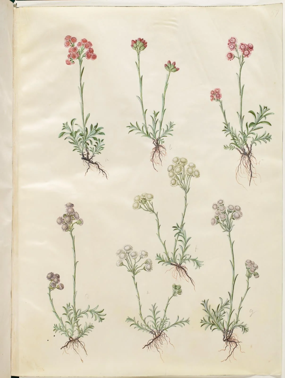 Antennaria dioica (almindelig kattefod), by Unknown, unspecified, 1654