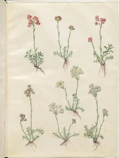 Antennaria dioica (almindelig kattefod)