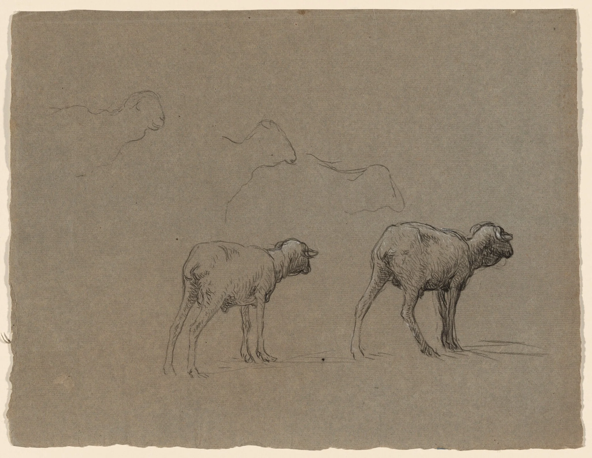 Studies of Sheep, by Jean-Ferdinand Chaigneau, chalk, 1864