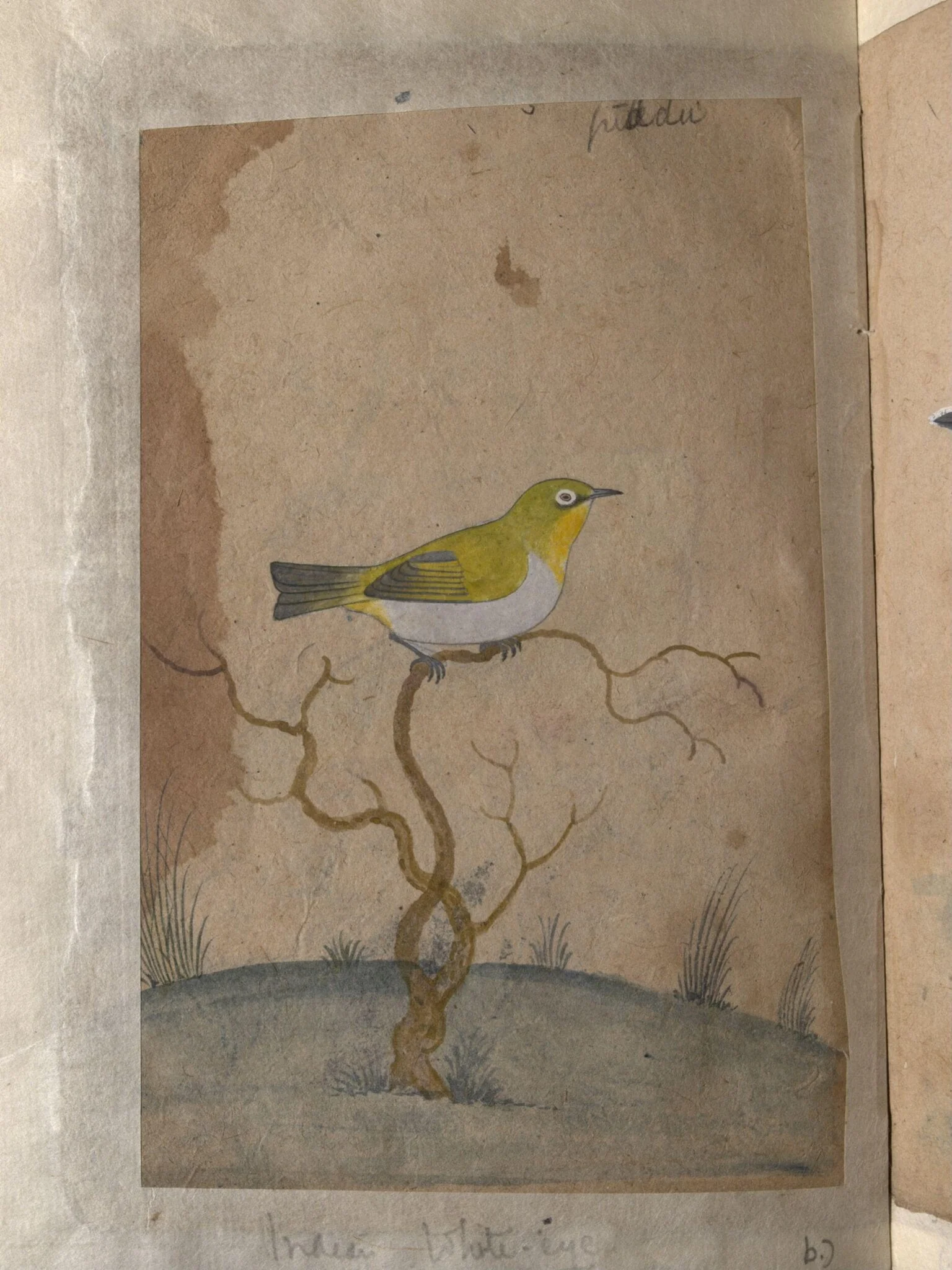 Depictions of a Indian spotted owlet and a Indian white-eye of Northern India, by Unknown, paint, 1820