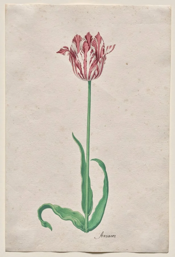 Study of a Tulip (Anvaers)