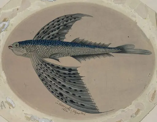 Flying fish
