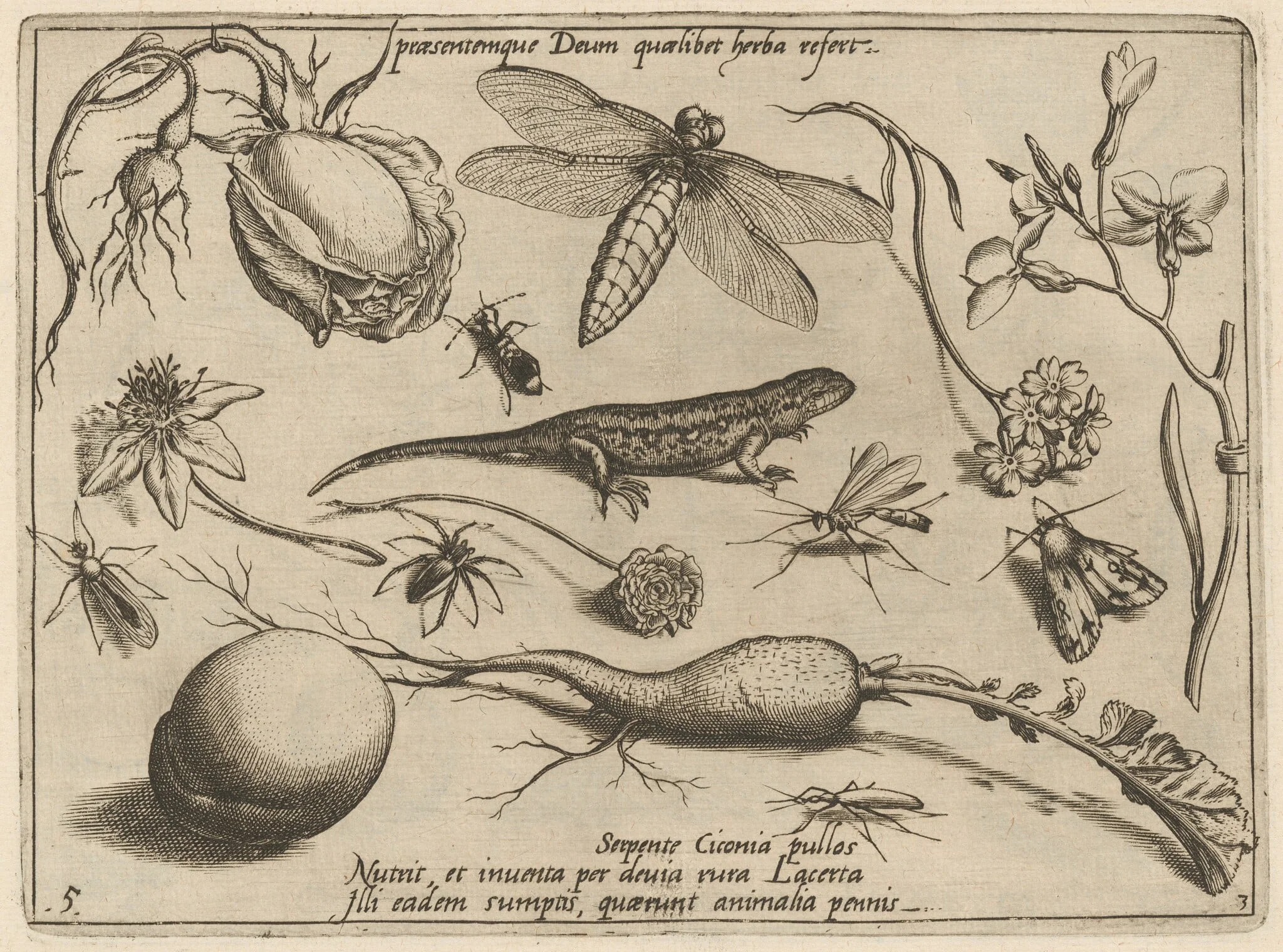 Archetypa studiaque patris Georgii Hoefnagelii [Part 3, Plate 5], by Jacob Hoefnagel, ink, 1592