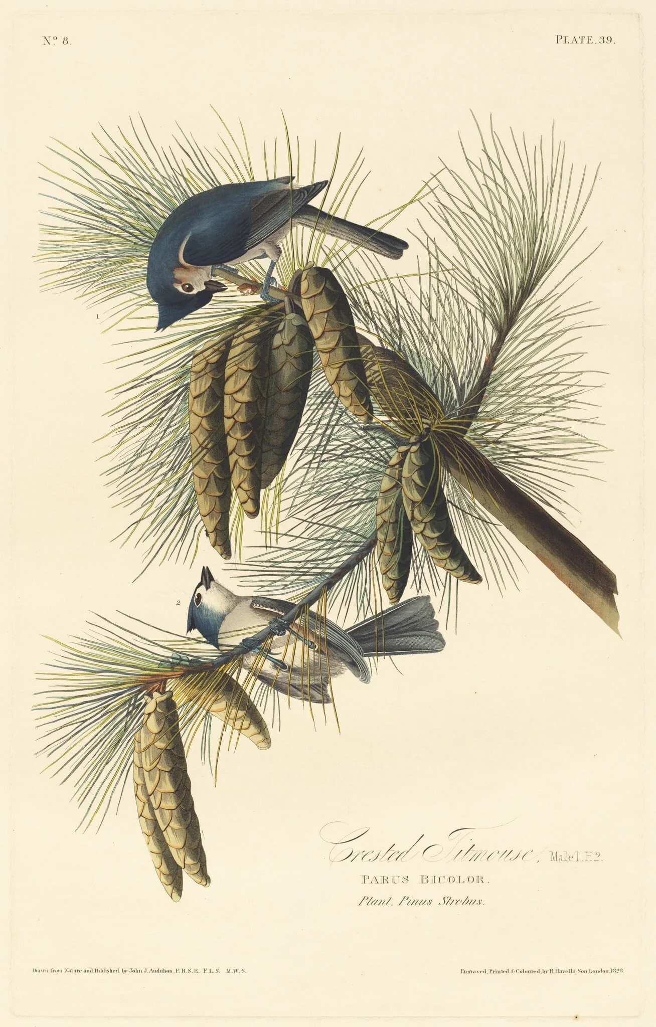 Crested Titmouse, by Robert Havell Jr., ink, 1828