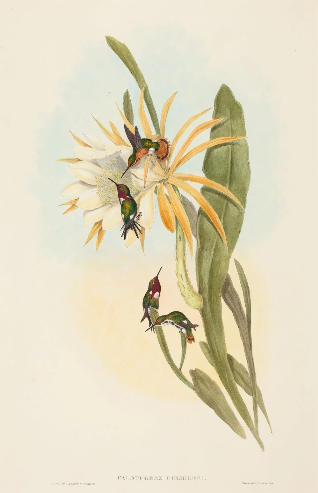 Calothorax heliodori, by H.C. Richter, ink, 1842
