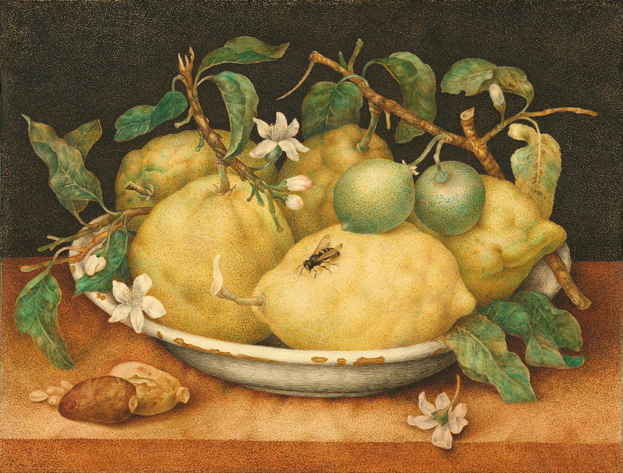 Still Life with Bowl of Citrons, by Giovanna Garzoni, tempera, 1640