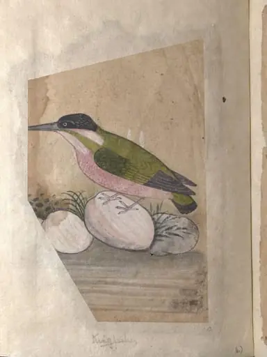 Depictions of a Plumbeous redstart and a Kingfisher of Northern India