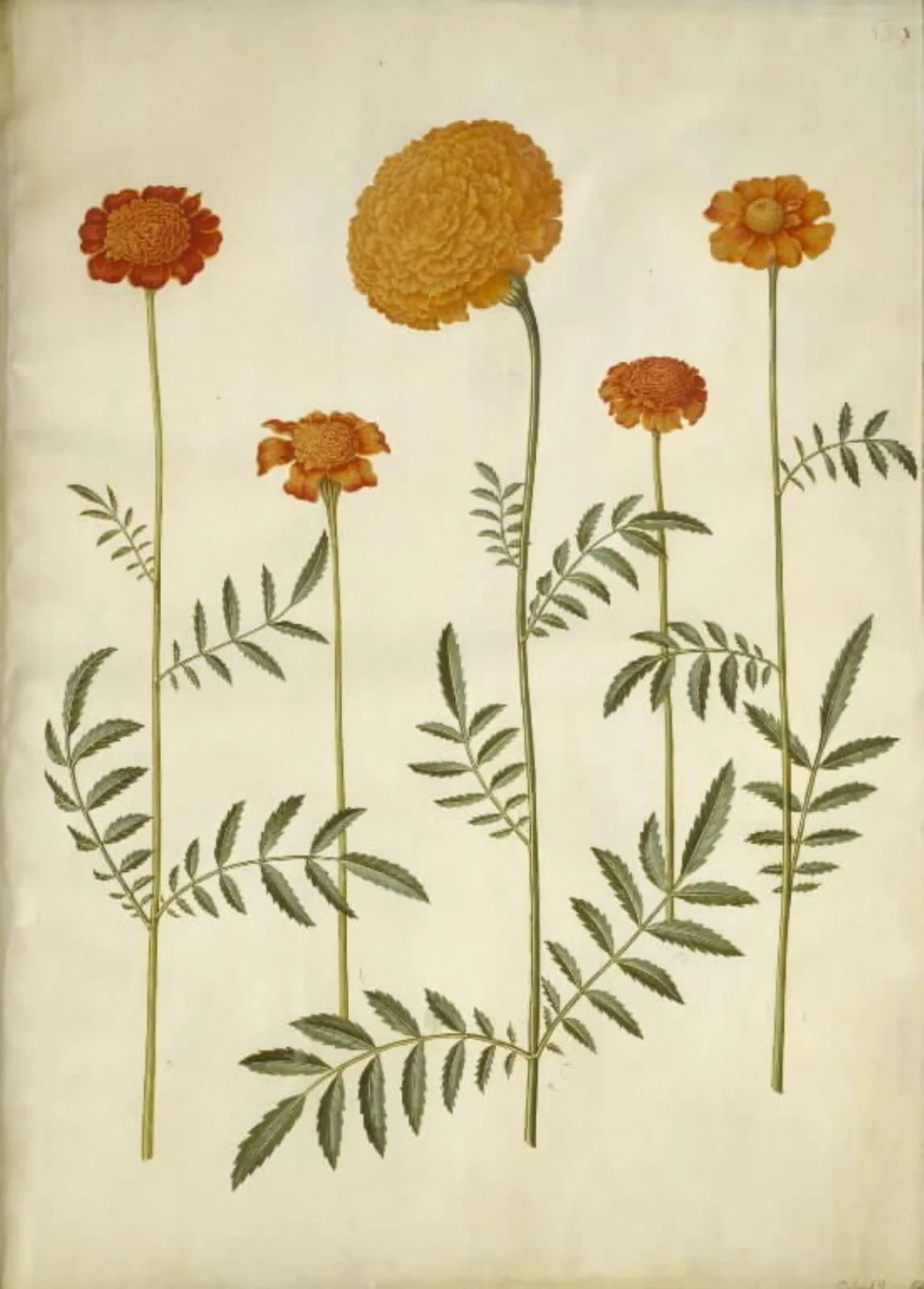 Tagetes patula (udspærret fløjlsblomst); Tagetes erecta (opret fløjlsblomst), by Unknown, unspecified, 1654