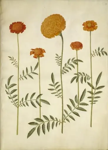 Tagetes patula (udspærret fløjlsblomst); Tagetes erecta (opret fløjlsblomst)