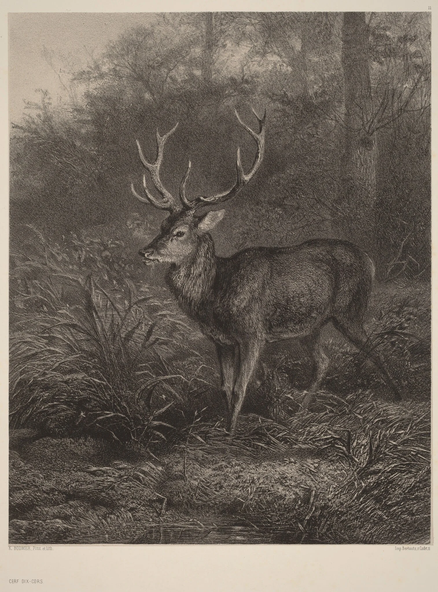 Cerf Dix-Cors