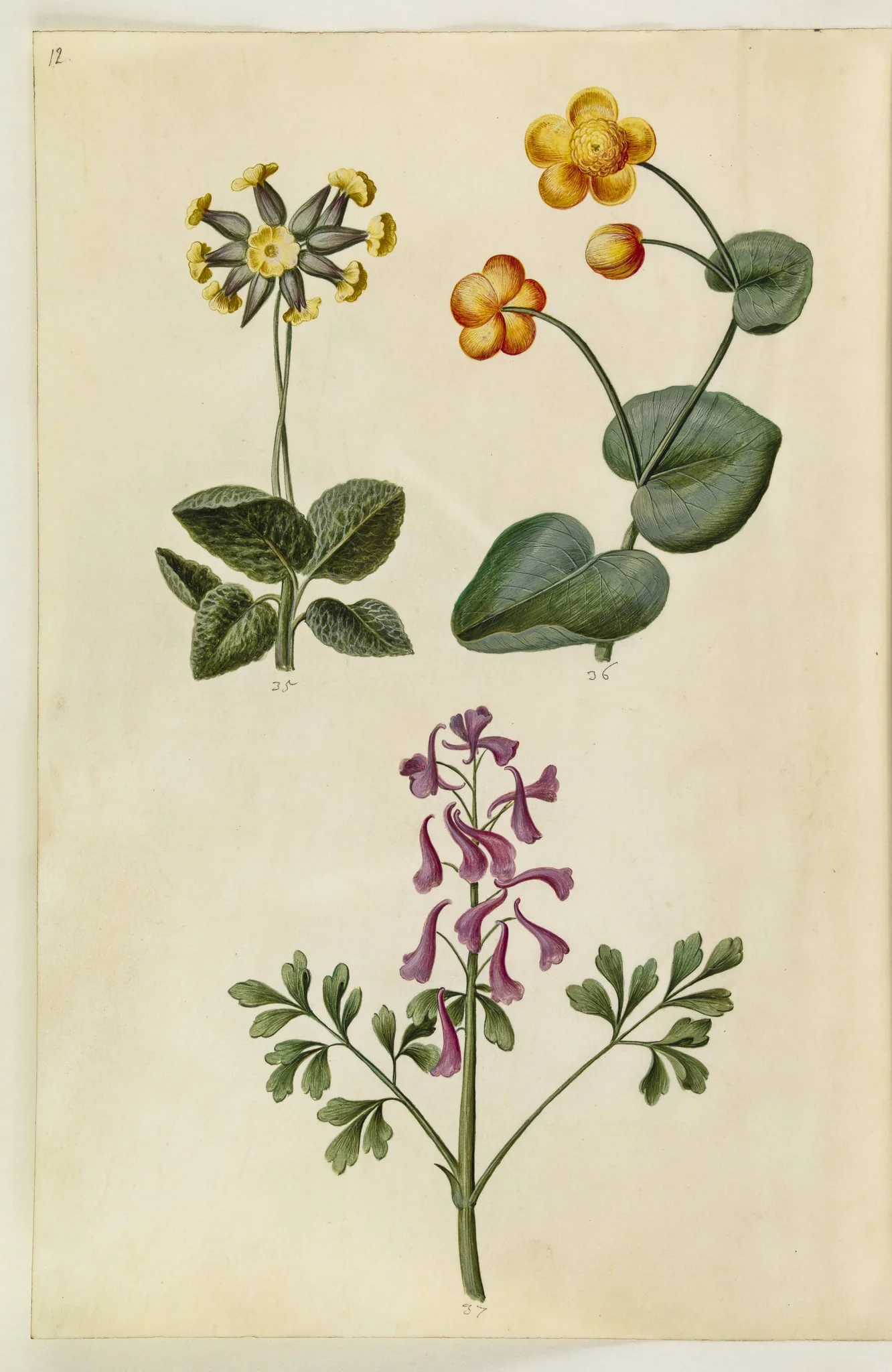 Primula veris (hulkravet kodriver); Caltha palustris (eng-kabbeleje); Corydalis cava (hulrodet lærkespore), by Unknown, unspecified, 1650