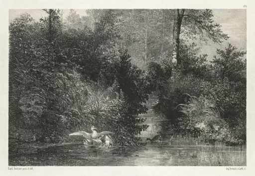 Canards (Ducks)