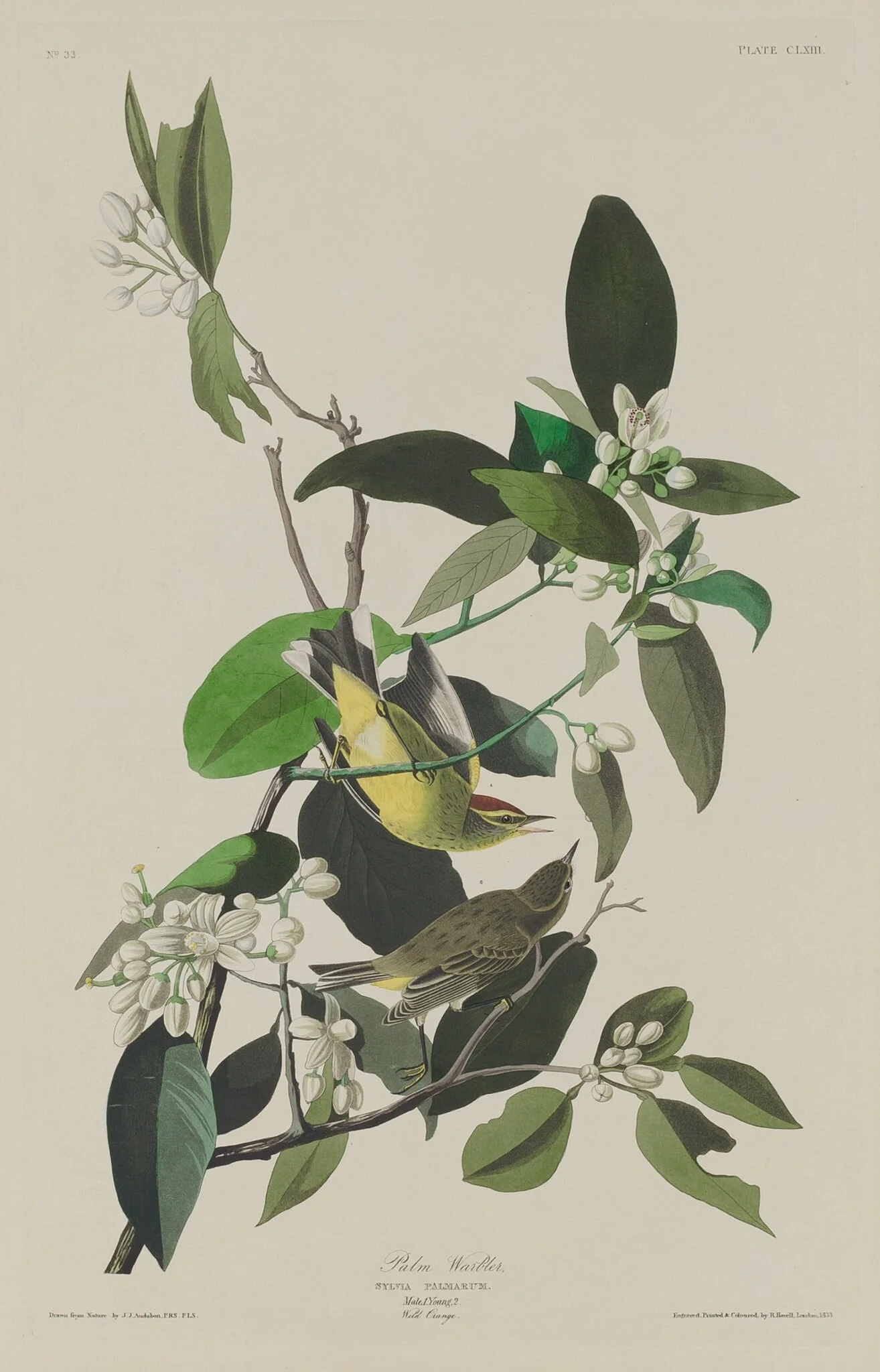 Palm Warbler