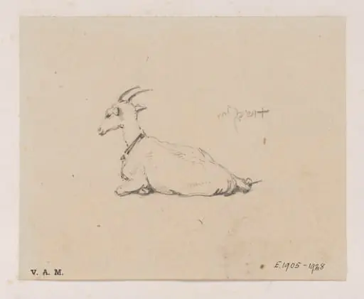 A reclining goat