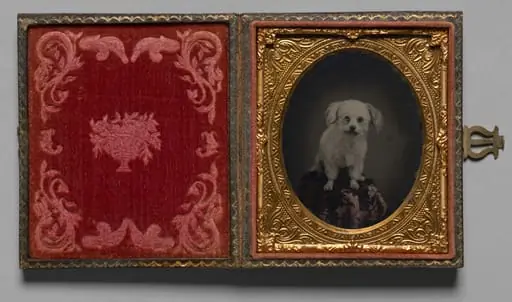 Poodle