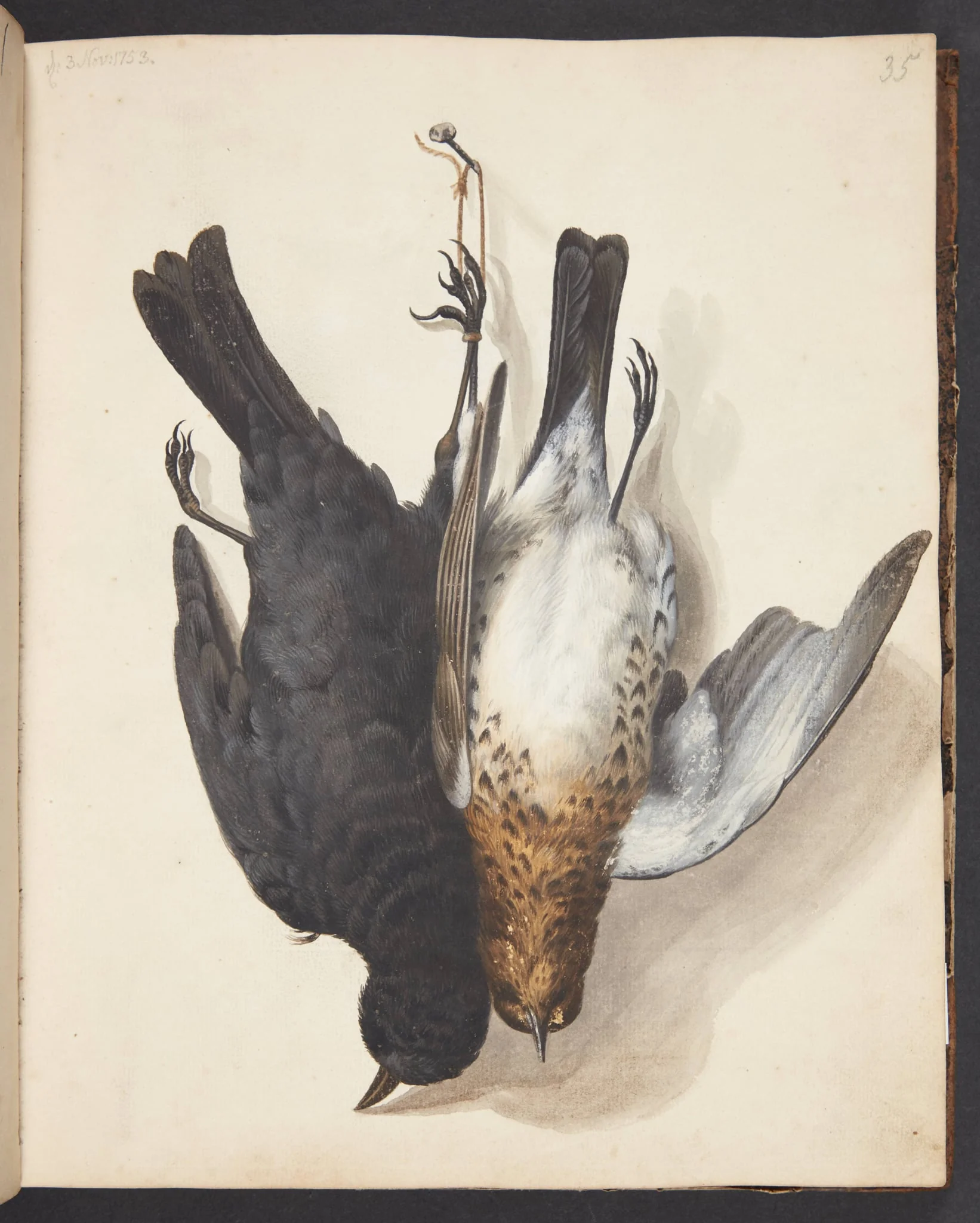 Studie af to døde solsorte, han og hun, ophængt i snor på en på en krog, by Unknown, unspecified, 1753
