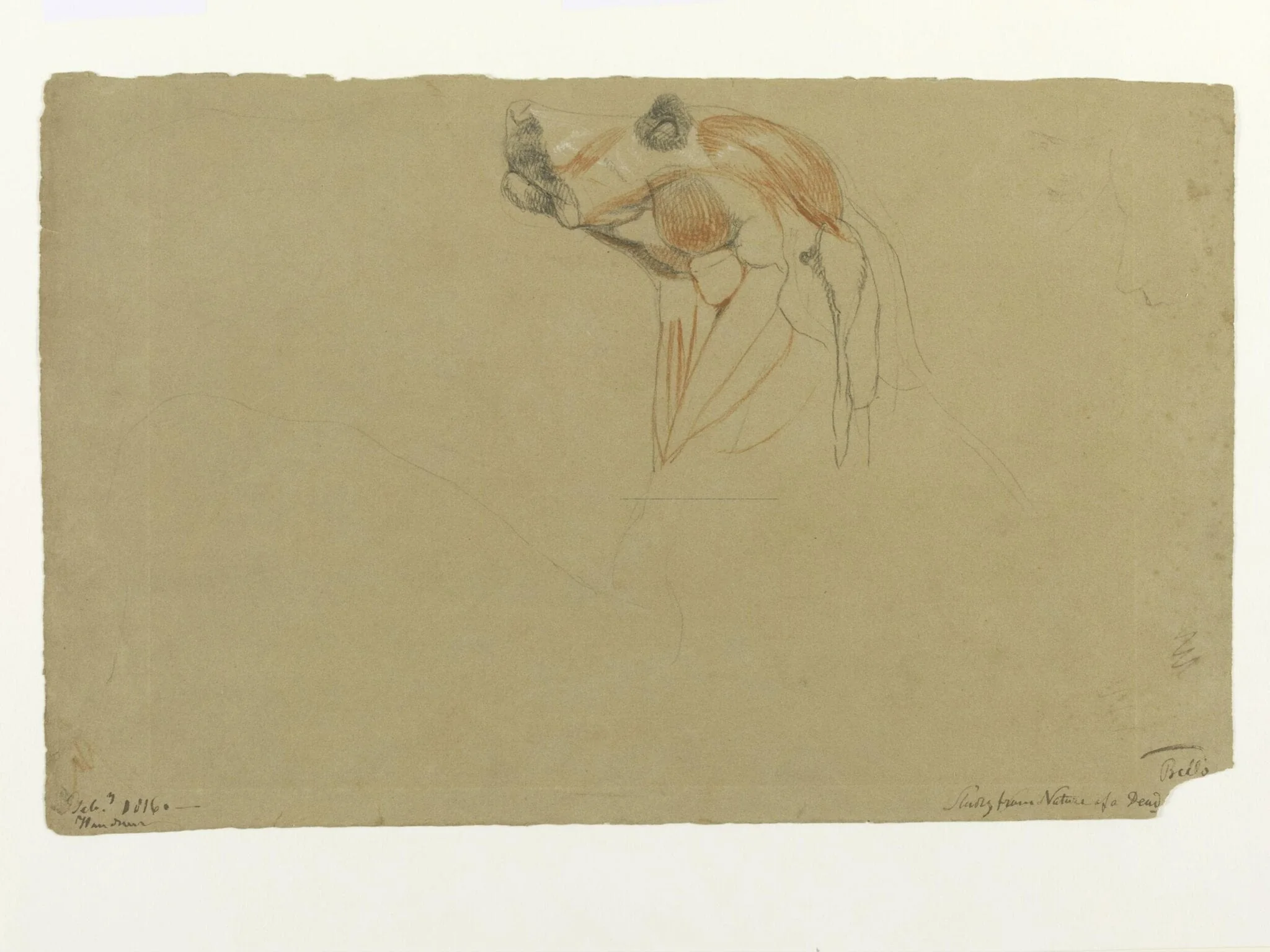 Ecorche drawing of the head of a dog