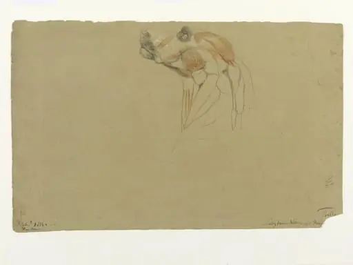 Ecorche drawing of the head of a dog