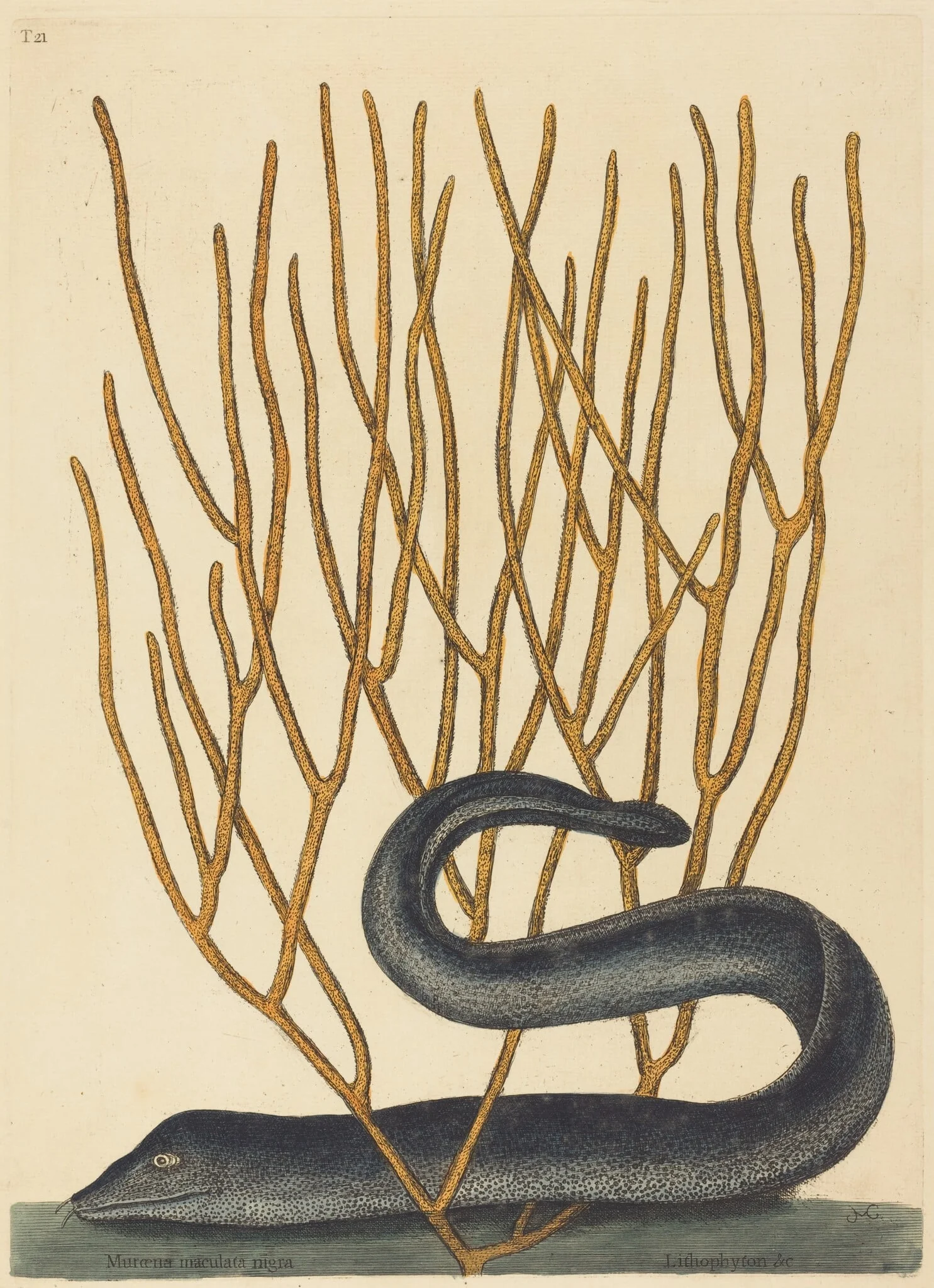 The Black Muray (Muraenae helenae varietas), by Mark Catesby, ink, 1754
