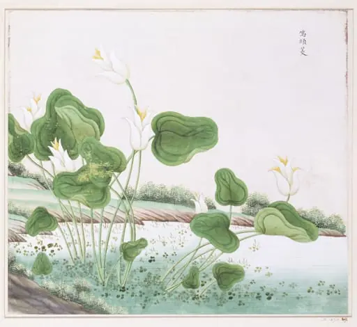 Cock-Head Waterlily