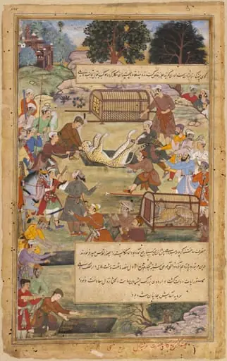 Akbar assists in capturing a cheetah