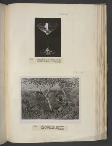The Botanist