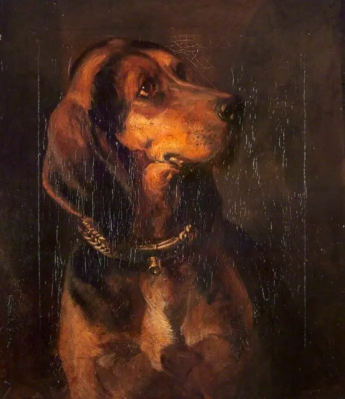 A Dog's Head