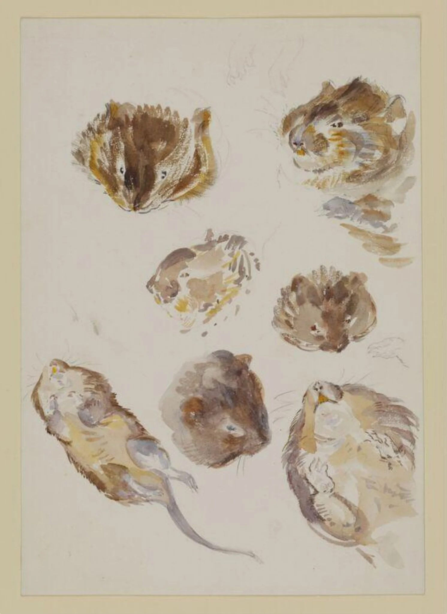 Studies of a field vole